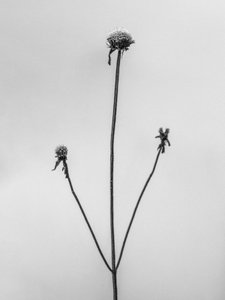 Amid the Flowers 2, 2021 (s/h-billede) af Teis Albers