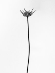 Amid the Flowers 33, 2021 (s/h-billede) af Teis Albers