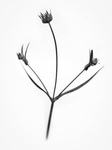 Amid the Flowers 34, 2021 (s/h-billede)