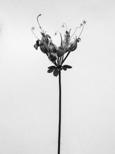 Amid the Flowers 42, 2021 (s/h-billede) af Teis Albers