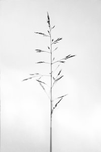 Amid the Flowers 51, 2021 (s/h-billede) af Teis Albers