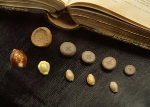 Cowrie-skalpenge og terracottamønter fra Ayutthaya-perioden (skal og terracotta)