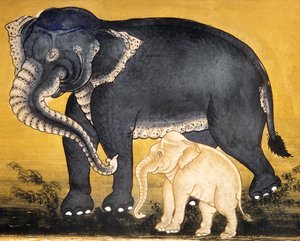 Elefant og kalv, side fra et manuskript om elefanttræning (wc på papir)