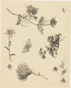 Blomster og Blade af Theo van Hoytema