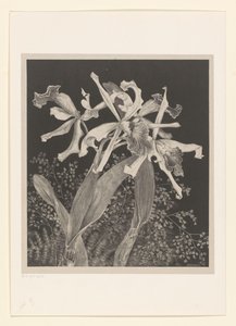 orkideer Orkideer Flower Studies (original serietitel) af Theo van Hoytema