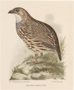 Agerhøne (francolinus jugularis) af Theo van Hoytema