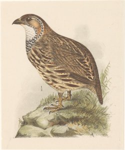 Agerhøne (francolinus jugularis) af Theo van Hoytema