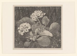 Primrose i mosen Flower Studies (original serietitel) af Theo van Hoytema