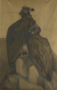 To arabiske gribbe af Theo van Hoytema