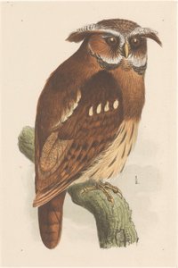 Ugle på en gren (bubo lettii) af Theo van Hoytema