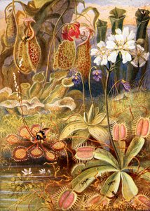 En gruppe kødædende planter, illustration fra 
