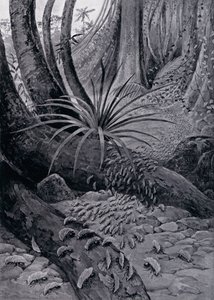 Coushie eller bladskærende myre (litho)