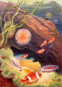  af Theobald Carreras