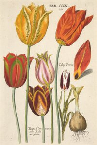 Tulipaner. Fra den nye Florilegium, det vil sige af Variorum og de fleste af strålerne af blomster og planter, pub. 1612 (håndfarvet gravering)
