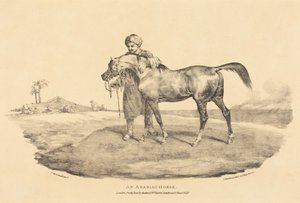 En arabisk hest af Theodore Gericault