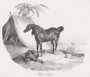 Den arabiske hest (An Arabian Horse) af Theodore Gericault