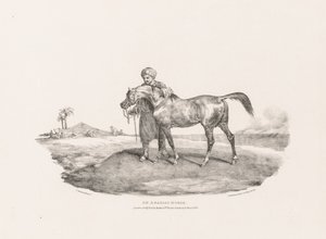 Forskellige motiver tegnet efter naturen og på sten: En arabisk hest af Theodore Gericault