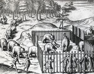 Elefantjagt i kongeriget Pegu, det nuværende Myanmar, af Theodor de Bry (1528-1598), kobberstik af Theodore de Bry