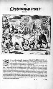 Elefanter kæmper, 1606 af Theodore de Bry