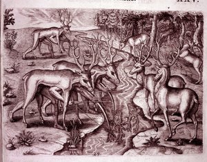 Indianere, der bruger hjorteskind til at jage andre hjorte (gravering af Theodore de Bry
