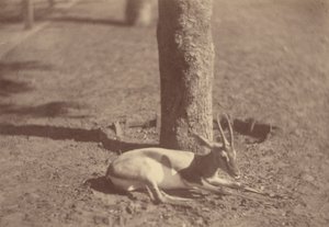 [Gazelle ligger ned mod et træ] af Théodule Devéria