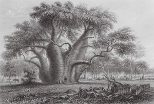 Australien: The Boadab Tree (gravering) af Thomas (after) Baines