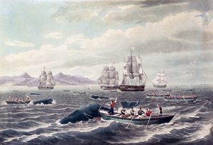 A Shoal of Sperm Whale, graveret af J. Hill, udgivet 1838 (farveakvatinte) af Thomas (after) Birch