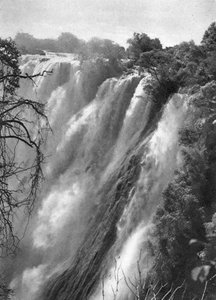 Østlig grå stær, Victoria Falls, Livingstone til Broken Hill, Nordrhodesia, 1925 1927. af Thomas A. Glover