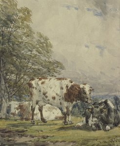 En undersøgelse af kvæg, 1800-tallet