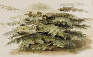 Et studie af et cedertræ i Merton af Thomas Baxter