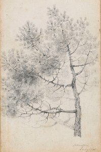 Studie af et fyrretræ ved Merton (recto) af Thomas Baxter