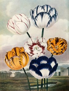 Tulipaner, c1802-1821, 1948.