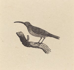 En fugl af Thomas Bewick