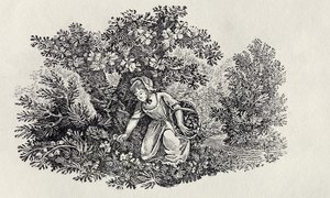 En pige, der samler blomster fra 