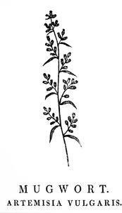 En træblokgravering, der viser en kvist af bynke, en art af aromatiske planter i slægten Artemisia. Træsnit af Thomas Bewick (1753-1828), en engelsk gravør og naturhistorisk forfatter af Thomas Bewick
