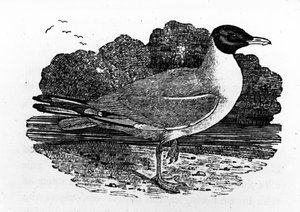 Sorthovedet måge, illustration fra 