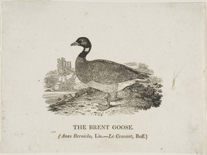 Brent Goose af Thomas Bewick