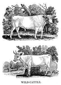 Britisk vild eller parkkvæg, 1790 af Thomas Bewick