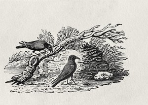 Krager (Corvus corone corone) fra 