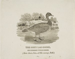 Grey Lag Goose af Thomas Bewick
