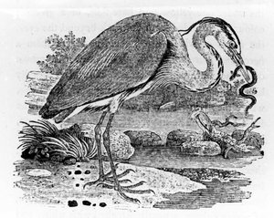 Heron, illustration fra 