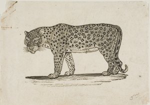 Leopard af Thomas Bewick