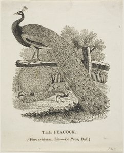 Påfugl af Thomas Bewick