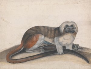 Studie til "The Pinche or Red Tailed Monkey" (tidligere Cottenhead Marmoset) af Thomas Bewick