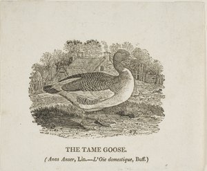 Den tamme gås af Thomas Bewick