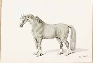 Den sorte hest (blæk på papir) af Thomas Bewick