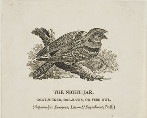 Nat-krukken af Thomas Bewick
