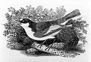 The Pied Flycatcher, illustration fra 