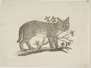Servalen af Thomas Bewick