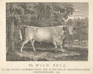 Den vilde tyr, af den antikke kaledonske race, nu i parken i Chillingham-Castle, Northumberland.
